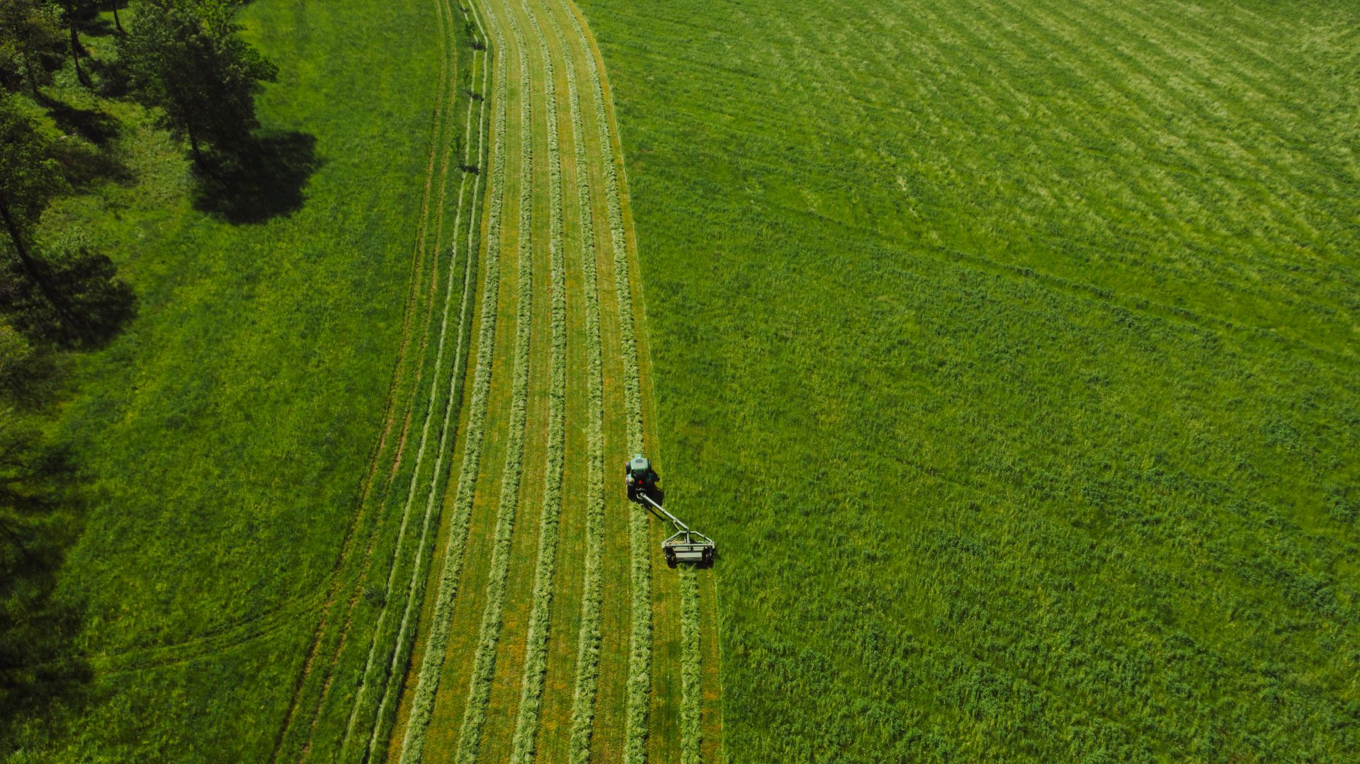 Cultivo agrícola